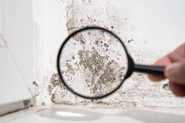 Best Mold Odor Removal Services  in USA