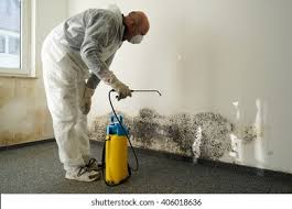 Best Basement Mold Removal  in USA